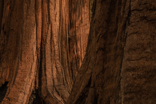 De zon warmt Sequoia op terwijl de voorgrond in de schaduw blijft in Marioposa Grove - Foto, afbeelding