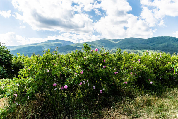 Rosa Damascena or Damask rose. Field with pink bulgarian roses located in the Thracian Rose valley. Tea rose rosebushes. Bulgaria. - Zdjęcie, obraz