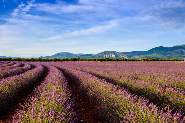 Curved row of lavender and mountains on Valensole plateau - Photo, Image