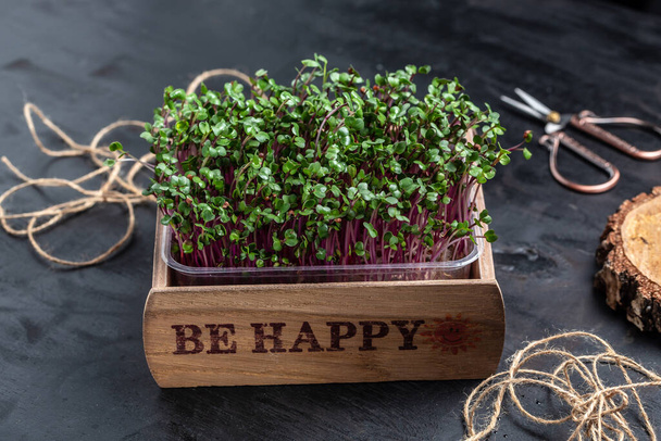 Primer plano de microgreens de rábano en caja de madera en casa, Germinación de semillas. Concepto de alimentación vegana y saludable, - Foto, imagen