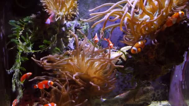 bubble tip anemone animal move tentacles on live rock stone LED low light design, ocellaris clownfish shoal swim in water flow, reef marine aquarium hobby for experienced aquarist, pet shop sale - Footage, Video