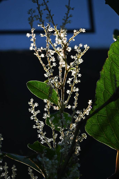 Fallopia japonica ( Japanese knotweed ) flowers. Polygonaceae perennial plants. Small white flowers bloom from summer to autumn, and young shoots in early spring are edible. - Photo, Image