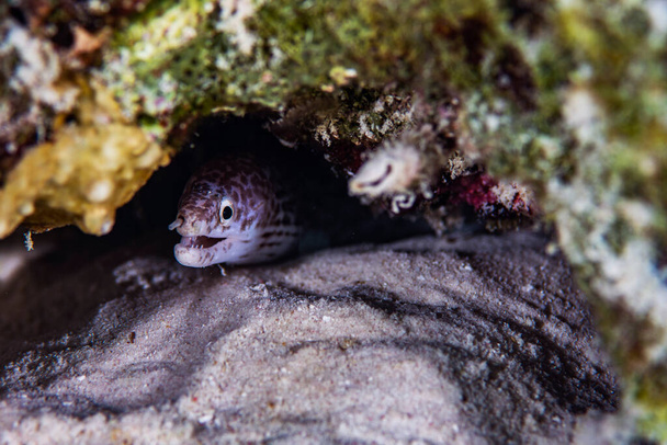 A spotted moray eel hanging out on the reef in Bonaire, Netherlands.  - Photo, Image