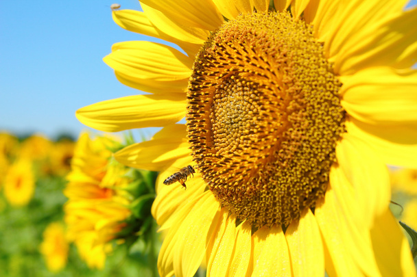 Scène d'été avec abeille et tournesol
 - Photo, image