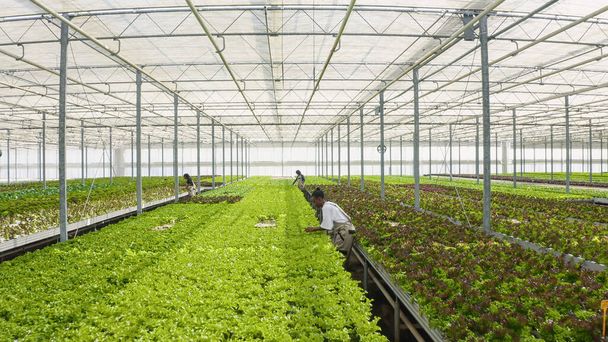 A hidroponikus környezetben biogazdálkodó mezőgazdasági dolgozók ládákat tologatnak egészséges salátával és mikrozöldséggel. Az üvegházakban dolgozó változatos emberek zöld bio-zöldségeket gyűjtenek. - Fotó, kép