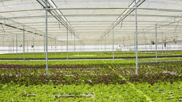 Zooming out view of greenhouse with hydroponic enviroment and ventilation system with big fans growing different types of organic lettuce. Bio food being grown organically with no pesticides. - Photo, Image