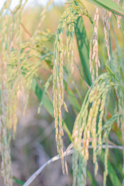 Closeup of Paddy rice field - Photo, Image