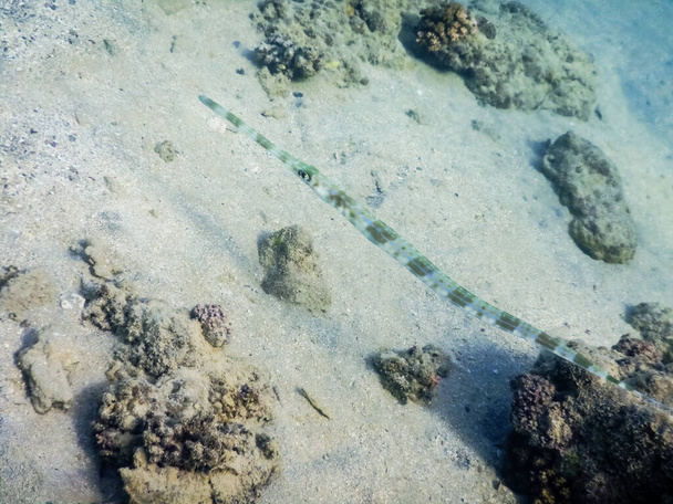cornetfish-de-bico-azul no fundo do mar no Egypt do mar vermelho - Foto, Imagem