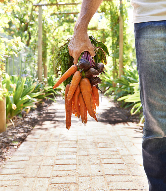 Bunches of goodness. A mature person carrying carrots and beetroots - Photo, Image
