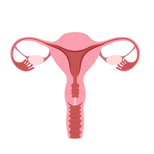 Ilustração plana de órgãos reprodutivos da mulher em fundo branco. Ilustração vetorial - Vetor, Imagem