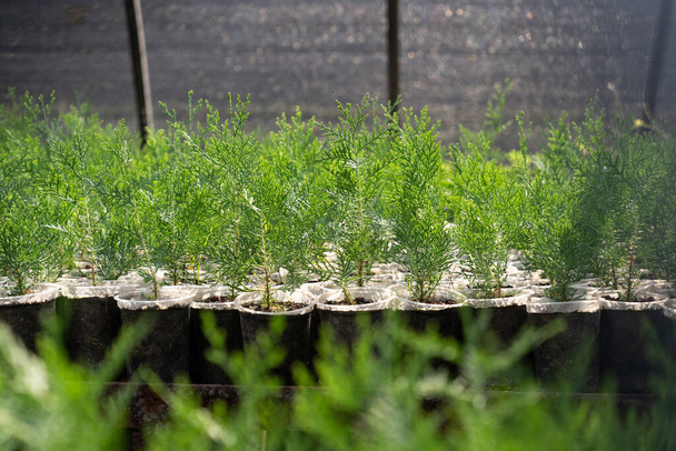 Les semis de thuja vert poussent en serre. Plantes d'intérieur pour décor cultivé à vendre. Groupe de petits et jeunes conifères plantés dans des pots spéciaux. Concept d'environnement, écologie - Photo, image