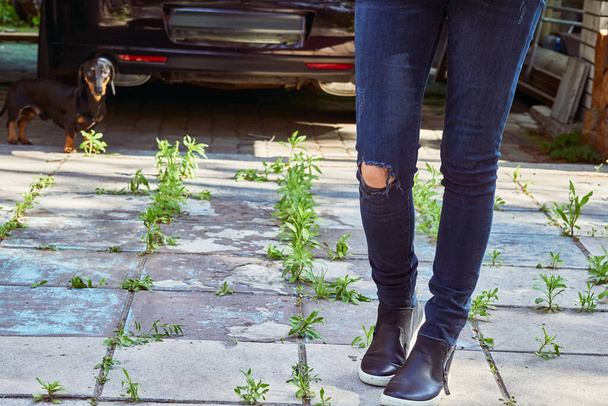hard-wearing trousers made of denim or other cotton fabric, for informal wear. Female legs in torn jeans in a yard overgrown with weeds and a dachshund dog.  - 写真・画像