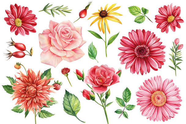 Fiori di Dahlia, rosa, camomilla e crisantemo su sfondo bianco, elementi floreali ad acquerello per il design. Illustrazione di alta qualità - Foto, immagini