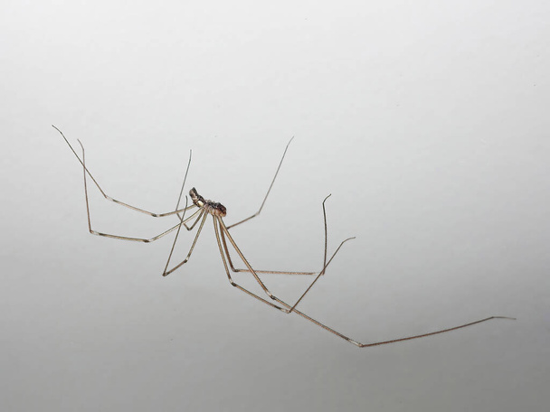 Pholcidae également connu sous le nom d'araignée de cave sur le mur blanc - Photo, image