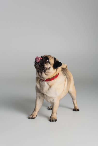 purebred pug dog in red collar looking away and sticking out tongue on grey background  - Fotoğraf, Görsel