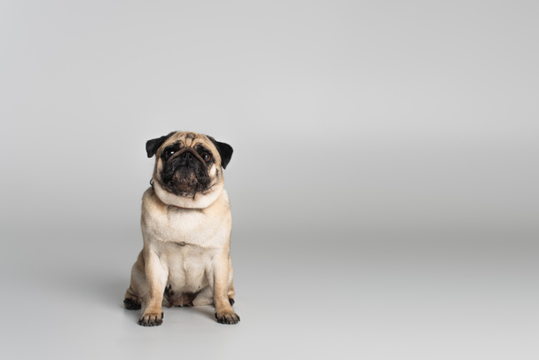 purebred pug dog in red collar looking at camera on grey background  - Valokuva, kuva