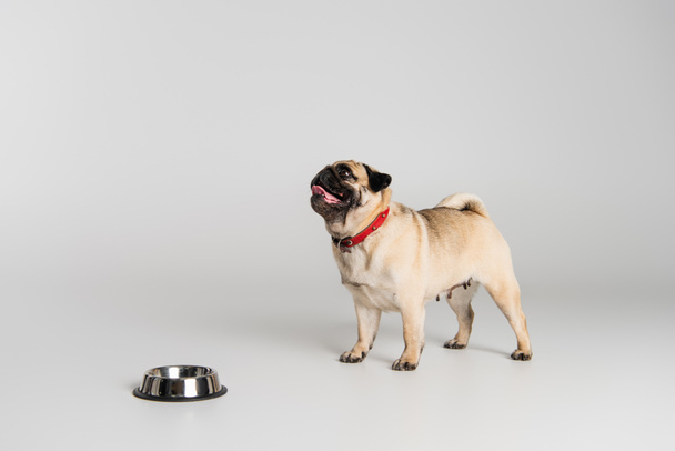 purebred pug dog in red collar standing near stainless bowl on grey background  - Fotó, kép