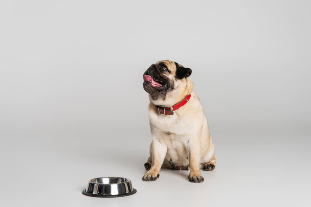 pug dog in red collar sitting near stainless bowl on grey background  - Fotoğraf, Görsel