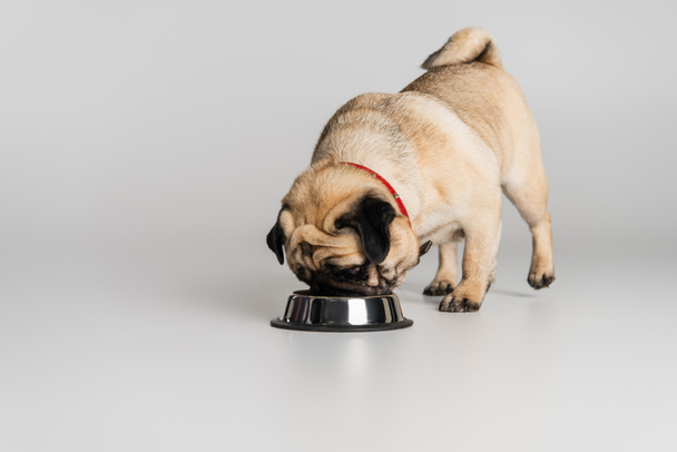 purebred pug dog in red collar eating pet food from stainless bowl on grey background - Fotó, kép