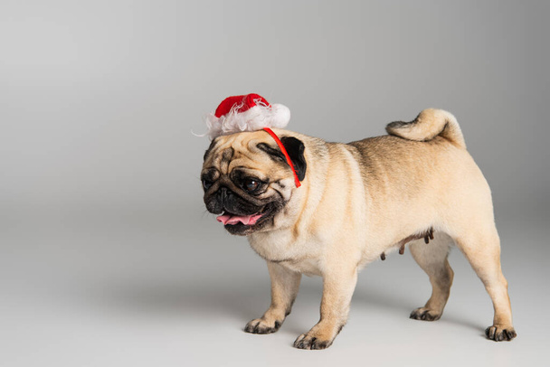 purebred pug dog in santa hat sticking out tongue standing on grey background - Foto, immagini