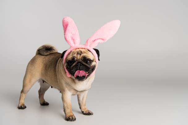 cute pug dog in pink headband with bunny ears standing on grey background  - Fotoğraf, Görsel