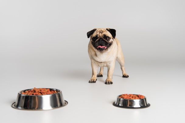cão pug de raça pura escolhendo alimentos secos para animais de estimação em tigelas inoxidáveis em cinza  - Foto, Imagem
