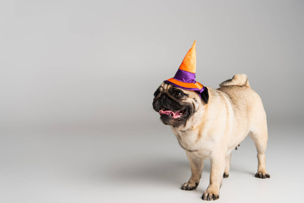 purebred pug dog in halloween pointed hat standing on grey background  - Foto, imagen