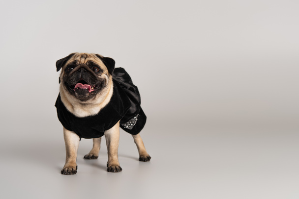 purebred pug dog in black pet clothes standing on grey background  - Fotó, kép