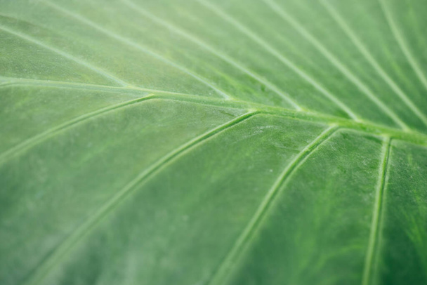 Тропические зеленые листья абстрактная зеленая текстура, фон природы - Фото, изображение