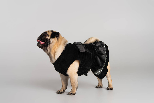 widok z boku czystorasowy pies mops w czarny pet ubrania stojące na szarym tle  - Zdjęcie, obraz