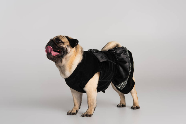 purebred pug dog in black pet clothes sticking out tongue and standing on grey background  - Fotoğraf, Görsel