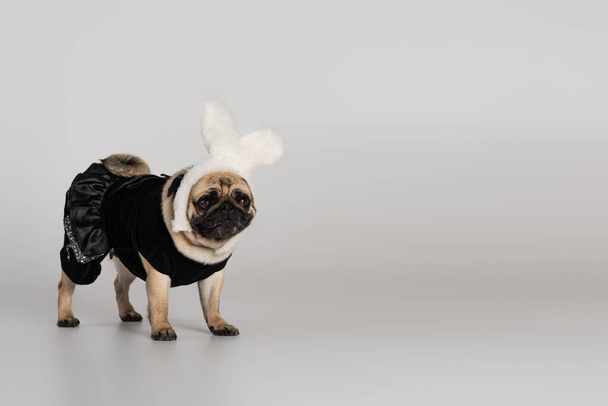 милий мопс собака в пов'язці для голови з вухами кролика і одягом для домашніх тварин, що стоїть на сірому фоні
  - Фото, зображення