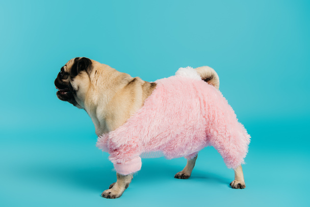 side view of purebred pug dog in pink and fluffy pet clothes walking on blue - Foto, afbeelding