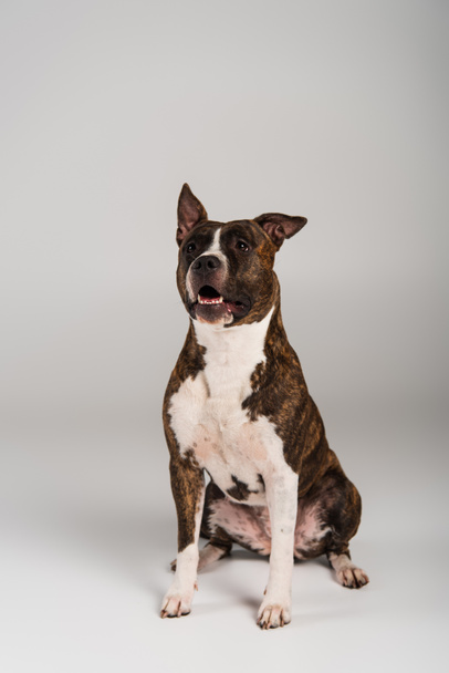 purebred staffordshire bull terrier sitting and looking away on grey - 写真・画像