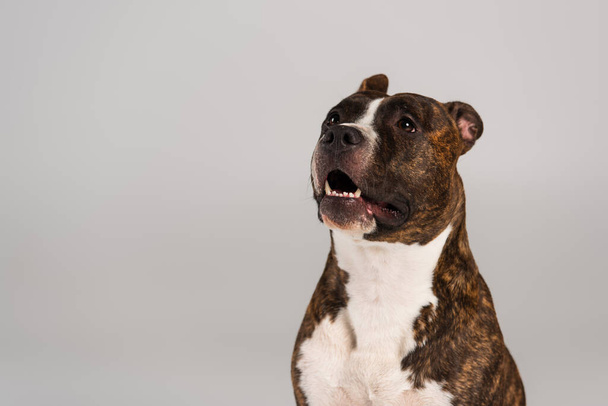 purebred staffordshire bull terrier looking away isolated on grey - 写真・画像