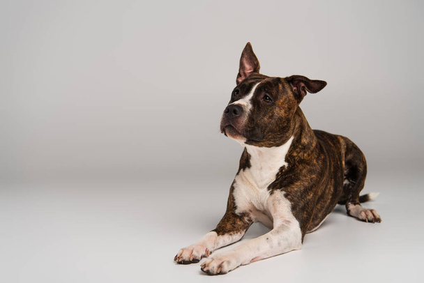 purebred staffordshire bull terrier lying and looking away on grey - 写真・画像