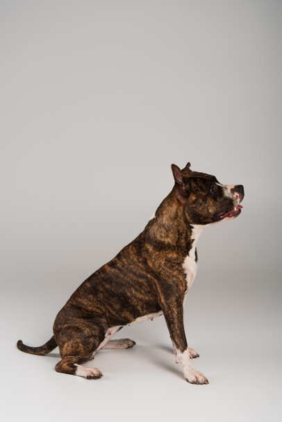 side view of purebred staffordshire bull terrier sitting on grey - 写真・画像