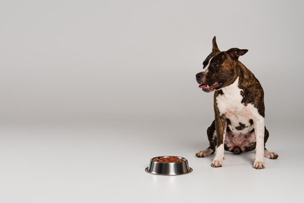 staffordshire bull terrier sitting near bowl with pet food on grey - Foto, imagen
