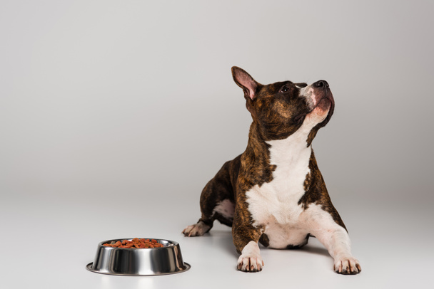 purebred staffordshire bull terrier lying near bowl with pet food on grey - Foto, Imagen