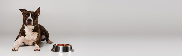 чистокровный стаффордширский бультерьер, лежащий возле чаши с кормом для домашних животных на сером, баннер - Фото, изображение