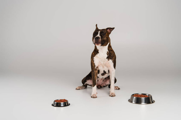 purebred staffordshire bull terrier sitting near bowls with pet food on grey - Фото, изображение