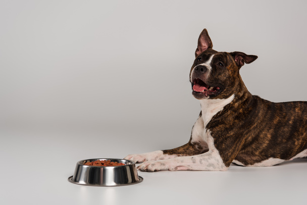 staffordshire bull terrier lying near bowl with dry pet food on grey background  - Fotó, kép