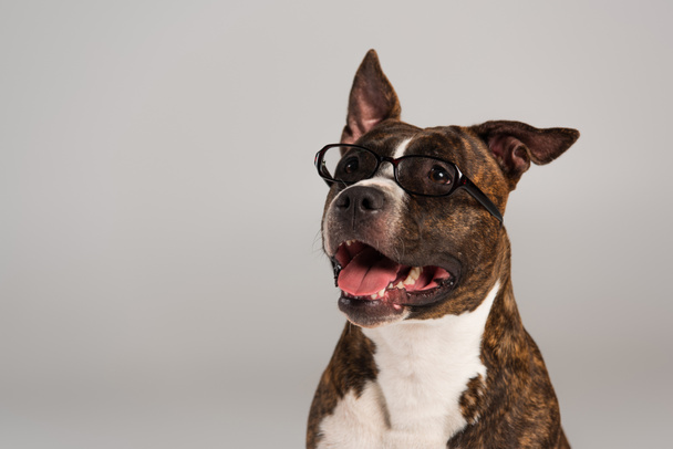 purebred staffordshire bull terrier in eyeglasses isolated on grey  - Photo, Image