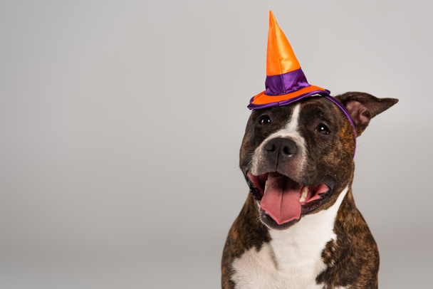 purebred staffordshire bull terrier in halloween pointed hat isolated on grey - Foto, Imagem