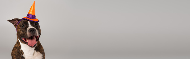 puhdasrotuinen staffordshire härkä terrieri halloween teräväkärkiset hattu eristetty harmaa, banneri - Valokuva, kuva