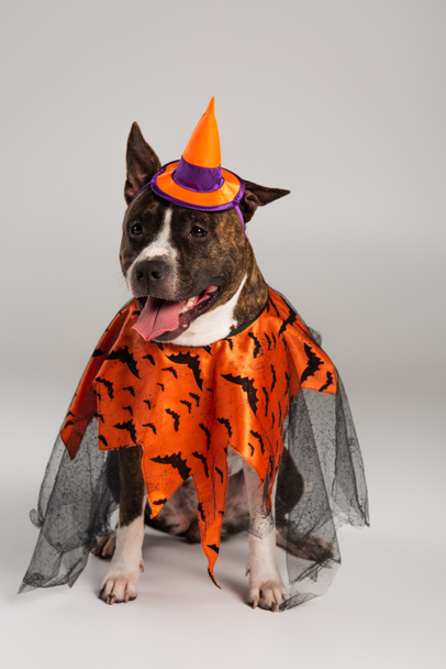 purebred staffordshire bull terrier in halloween cloak and pointed hat on grey - Fotoğraf, Görsel