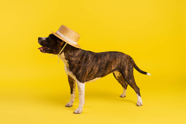 purebred staffordshire bull terrier in stylish straw hat standing on yellow - Фото, изображение