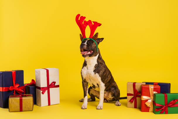 purebred staffordshire bull terrier in headband with deer horns near wrapped presents on yellow background  - Photo, Image