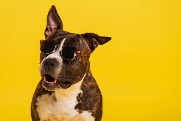 purebred staffordshire bull terrier in stylish sunglasses isolated on yellow - Fotografie, Obrázek