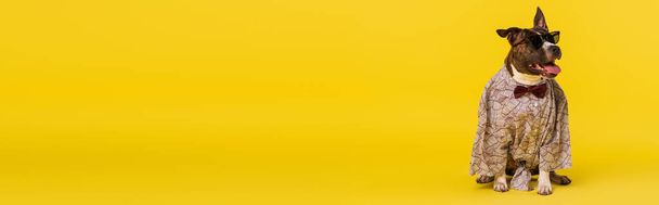 чистокровный стаффордширский бультерьер в плаще с бабочкой и стильными солнечными очками, сидя на желтом, баннер - Фото, изображение